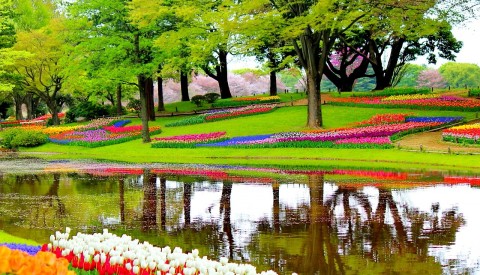 Keukenhof