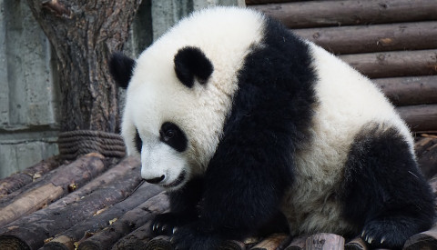 Der Zoo von Chiang Mai ist ein beliebtes Ausflugsziel.